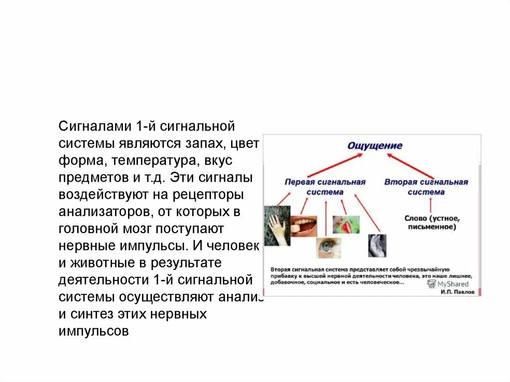 Второй сигнальной системой является. Сигналы первой сигнальной системы. Анализаторы сигнальные системы. Первая и вторая сигнальные системы. Сигналы второй сигнальной системы.