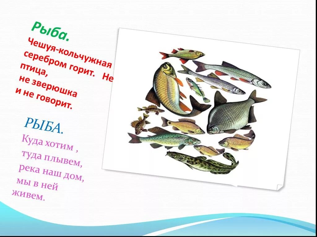 Презентация на тему чешуя рыб. Витамины в Речной рыбе. Рыба балачками. Рыб надпись чешуя.