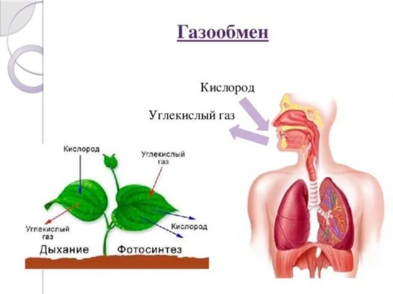 Дыхание схема кислород углекислый ГАЗ. Газообмен у растений. Дыхание человека и растений. Процесс газообмена у растений. Какой процесс называют дыханием биология 6 класс