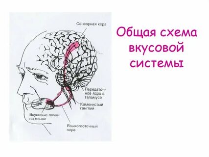 Вкусовые рецепторы в мозге