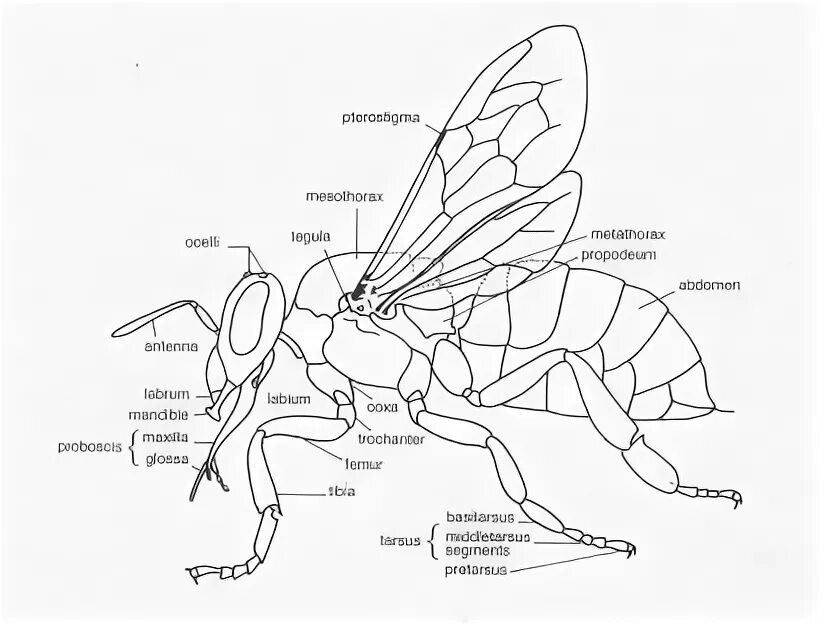 Отделы тела пчелы медоносной. Внутреннее строение пчелы медоносной. Схема внутреннего строения пчелы. Внешнее строение перепончатокрылых. Внешнее строение насекомого пчела.