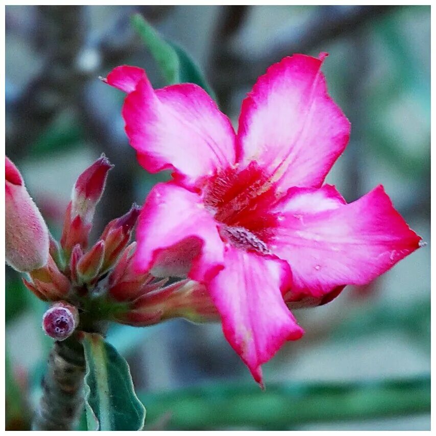 адениум кактусы. адениум сомалийский. Adenium somalense var. цветок адениум обесум. адениум мерлин.