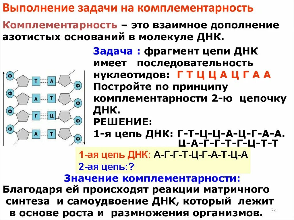 Строение ДНК принцип комплементарности. Комплементарность задачи по генетике. Принцип комплементарности ДНК схема. Комплементарность 3 цепей РНК.