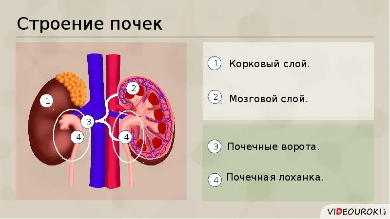 Мозговой слой почки строение. Строение почки. Почки строение и функции. Корковый слой почки. Значение почек биология 8 класс