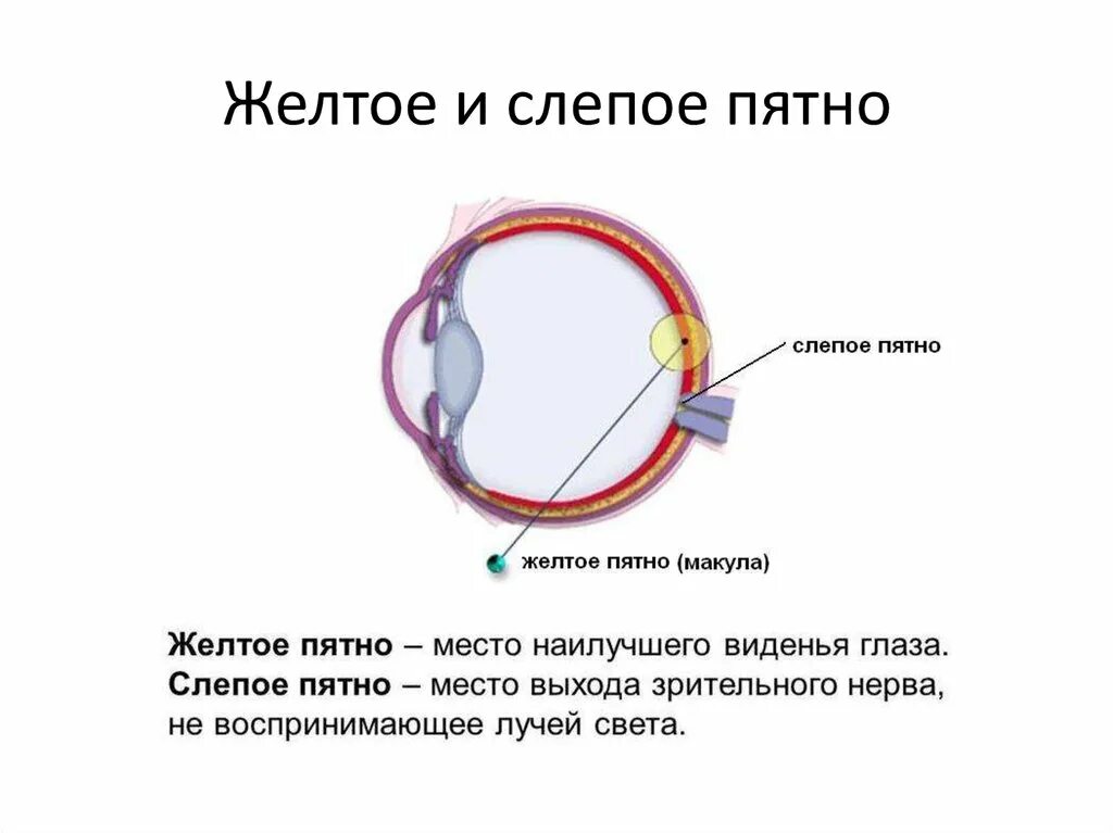 Желтое пятно. Строение глаза желтое пятно слепое пятно. Строение глаза слепое пятно. Строение сетчатки слепое пятно. Слепое пятно глаза функции строение таблица.