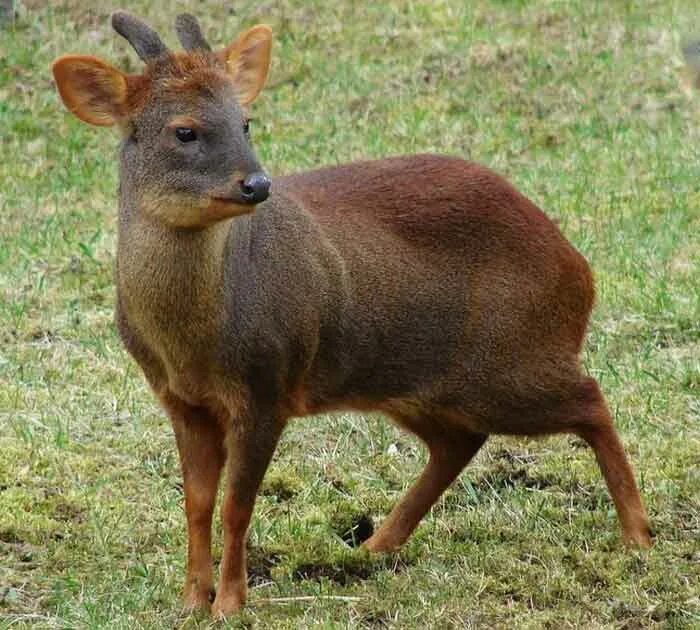 Южный пуду. Южный пуду. Олень пуду. Самый маленький олень в мире пуду. Пуду видео.