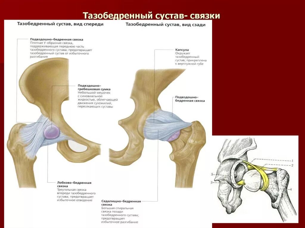 Тазобедренный сустав соединение. Вертлужная губа тазобедренного сустава анатомия. Анатомия тазобедренного сустава кости. Тазобедренный сустав правый вид спереди. Тазобедренный анатомия строение связки.
