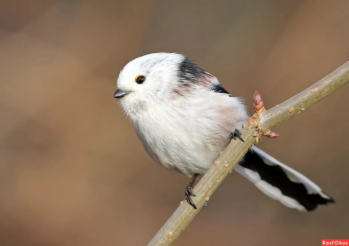 Длинный хвост белая голова птица. Длинный хвост белая голова птица. Синица ополовник. Длинный хвост белая голова птица. Птенцы длиннохвостой синицы.