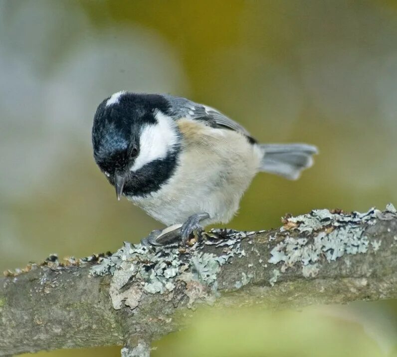 похож на синицу. белая лазоревка князек. синицевые воробьинообразные. серая синица с черной шапочкой. серая синица гаичка.
