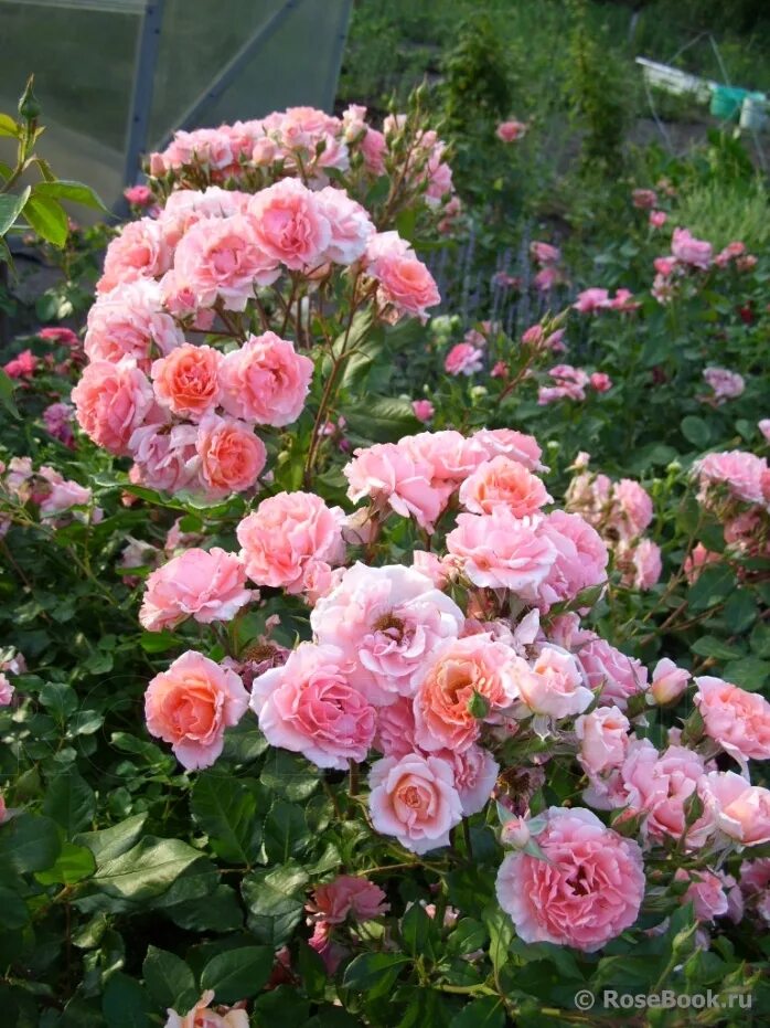 роза дрим уивер. дрим уивер роза плетистая. роза сорт дрим уивер. роза дрим вивер. дрим уивер роза плетистая.