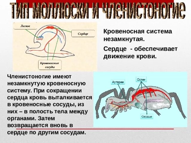 Незамкнутая кровеносная система полость тела. Не замкнутая кровеносная система у. Сердце членистоногих. Членистоногие кровеносная система. Незамкнутая кровеносная система представители