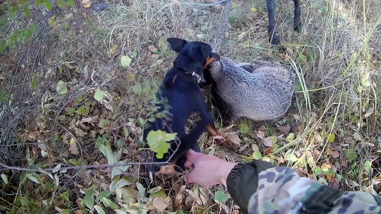 Охотник терпеливо натаскивал. Ягдтерьер гладкошерстный на охоте. Немецкий Ягдтерьер притравка.