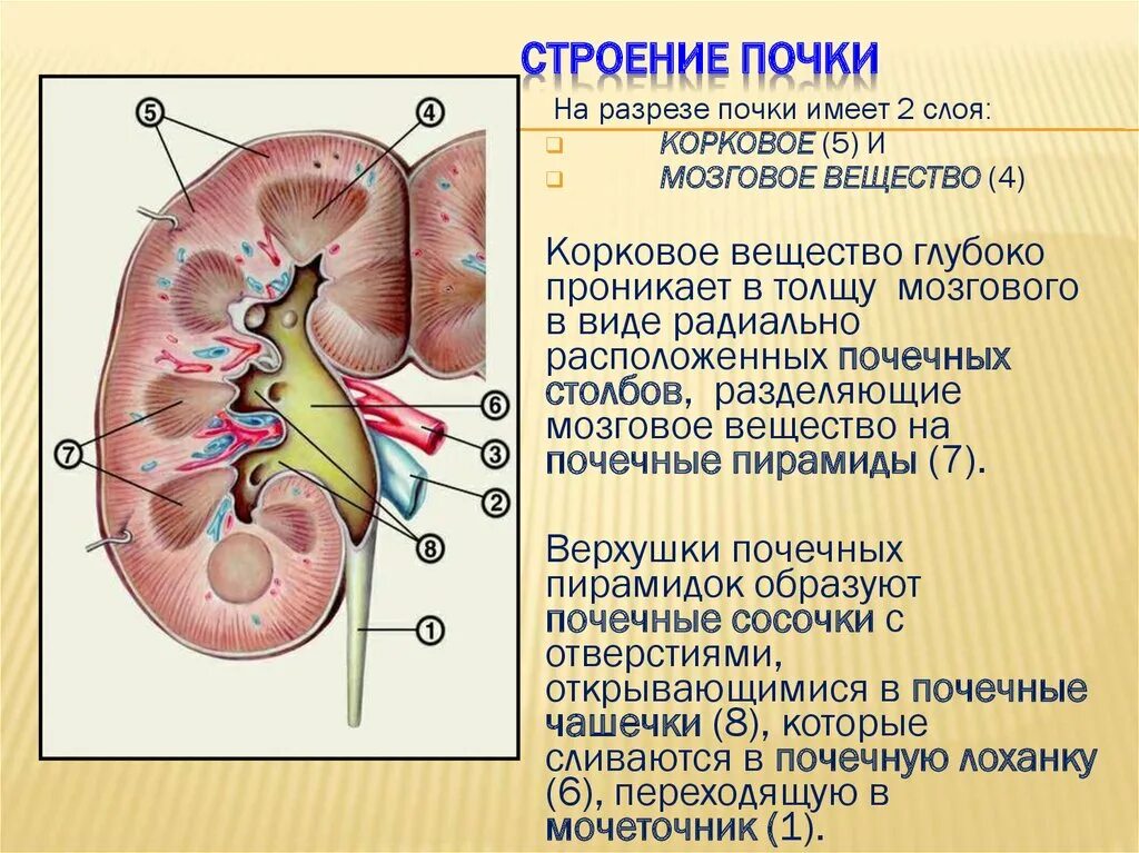 Образование лоханки почки. Строение полостной системы почки. Строение почки в разрезе. Внутреннее строение почки анатомия. Внешнее и внутреннее строение почки.