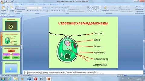 Тест по биологии водоросли