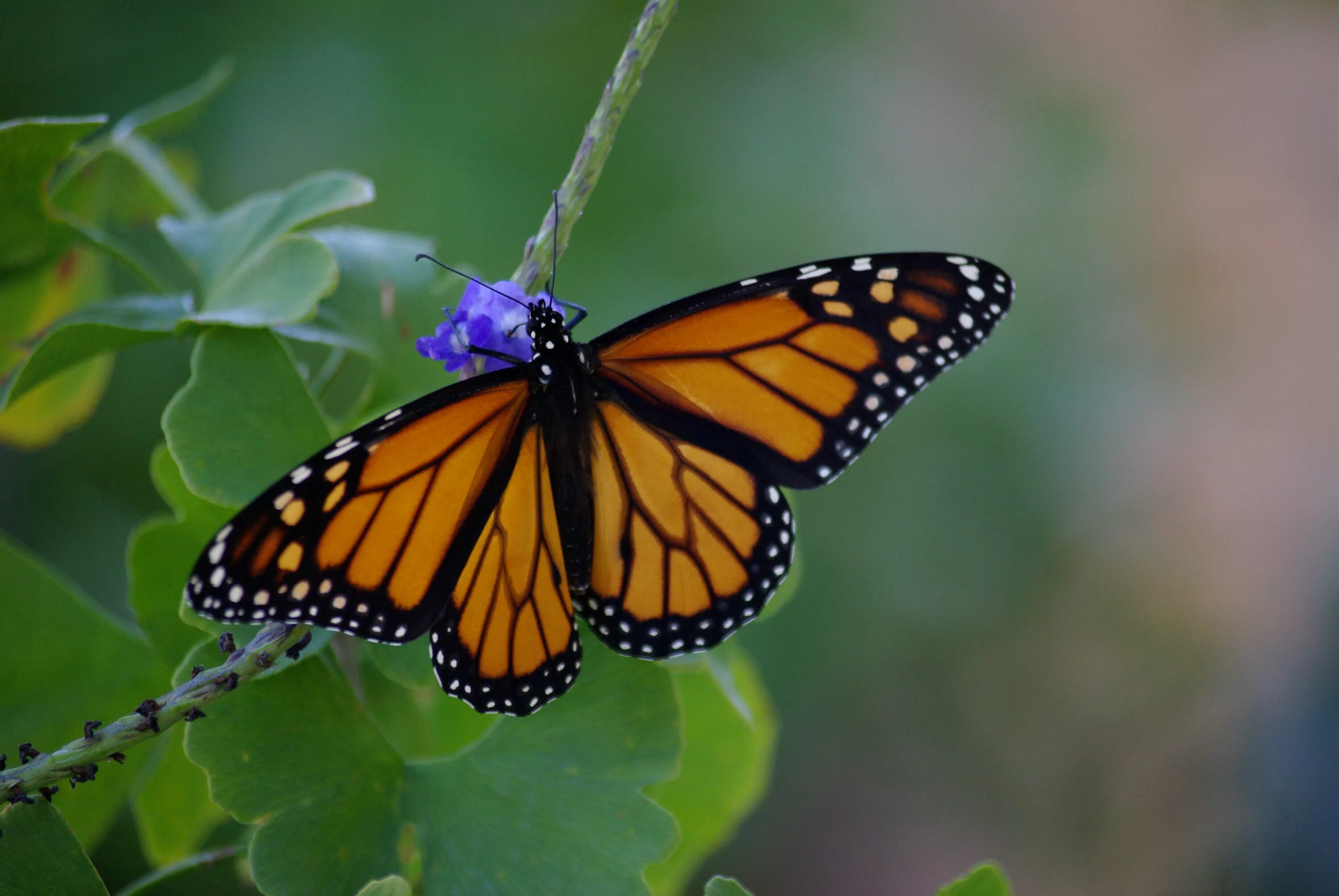 Бабочки вб. Голубая бабочка Монарх. Бабочка Монарх Баттерфляй. Данаида Монарх. Бабочка Кардинал.