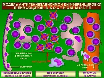 Антигензависимая дифференцировка лимфоцитов