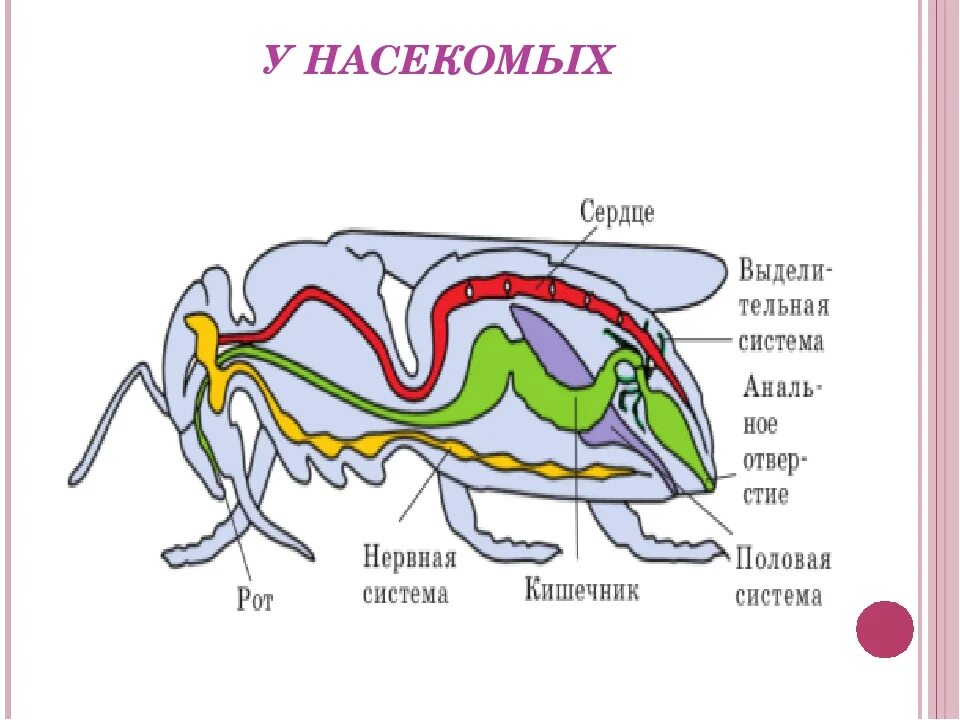 Кровообращение у насекомых. Пищеварительная система система у насекомых. Строение пищеварительной системы насекомых. Класс насекомые пищеварительная система. Насекомые строение внутреннее пищеварительная.