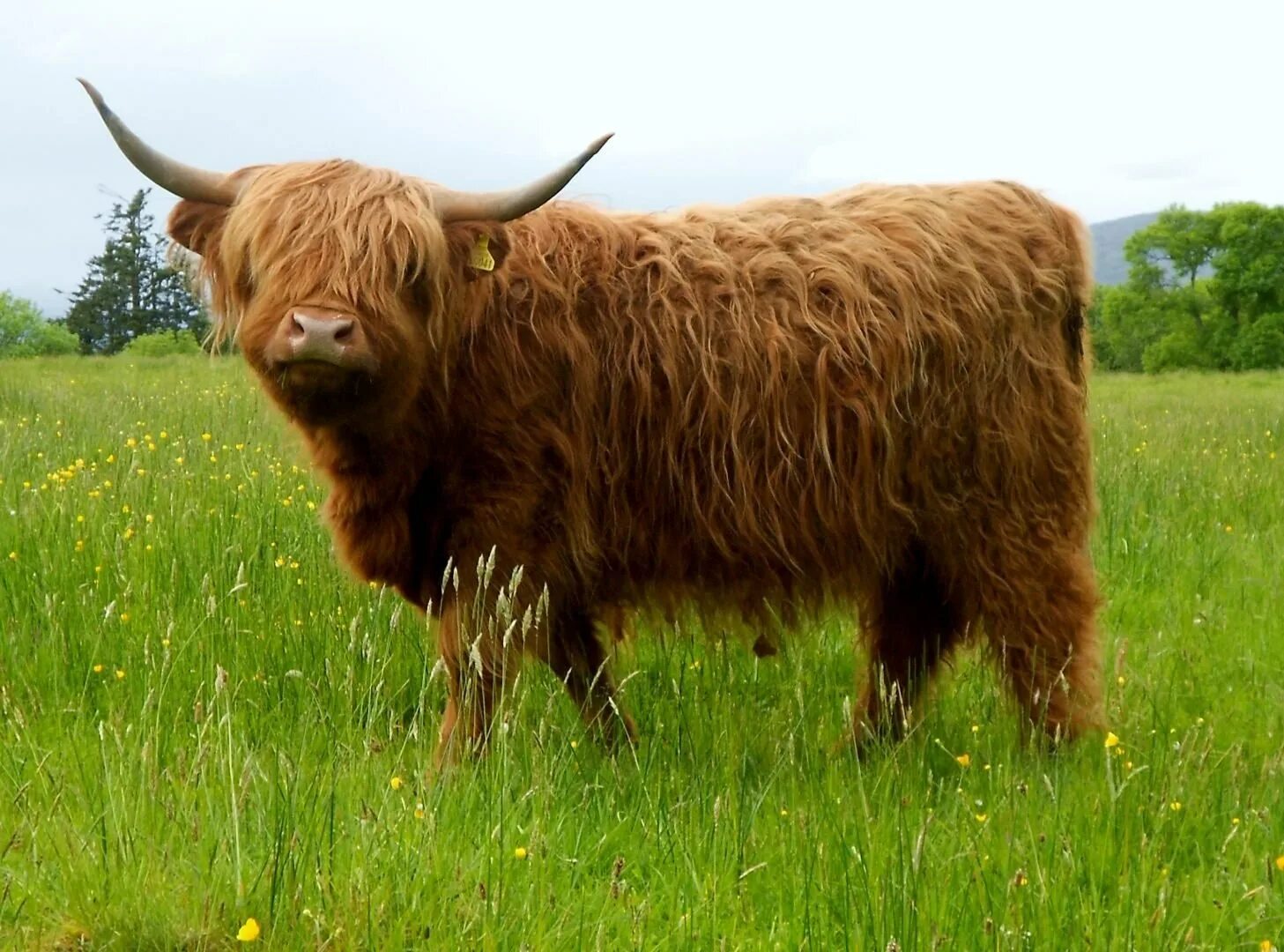 Шотландская горная корова. Шотландская порода коров. Хайленд (highland cattle) – шотландская порода коров. Хайлендская корова шотландия. Хайленд бык теленок.