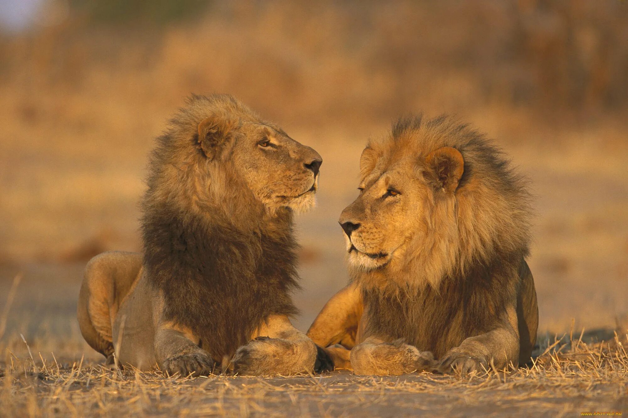 Лева 2 часа. Лев фото. Африканский Лев. Лев и львица. Красивый Лев.