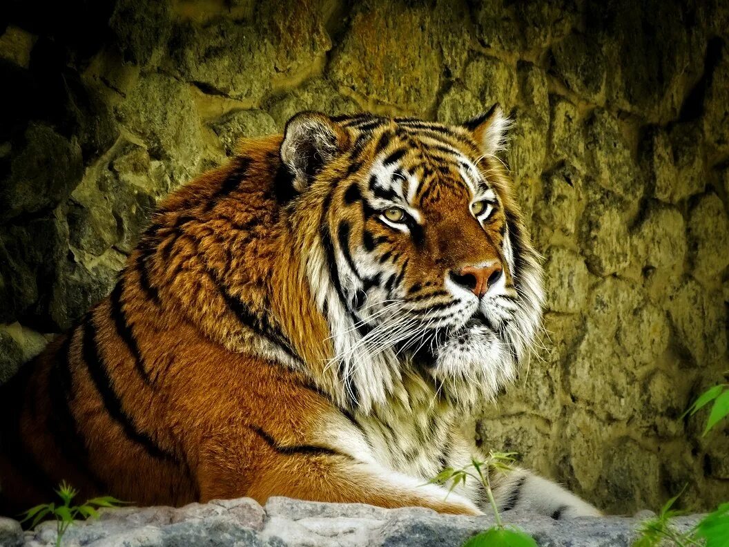 шерхан дисней. тигр шерхан и маугли. тигр шерхан и маугли. шерхан тигр фото. шерхан из маугли.