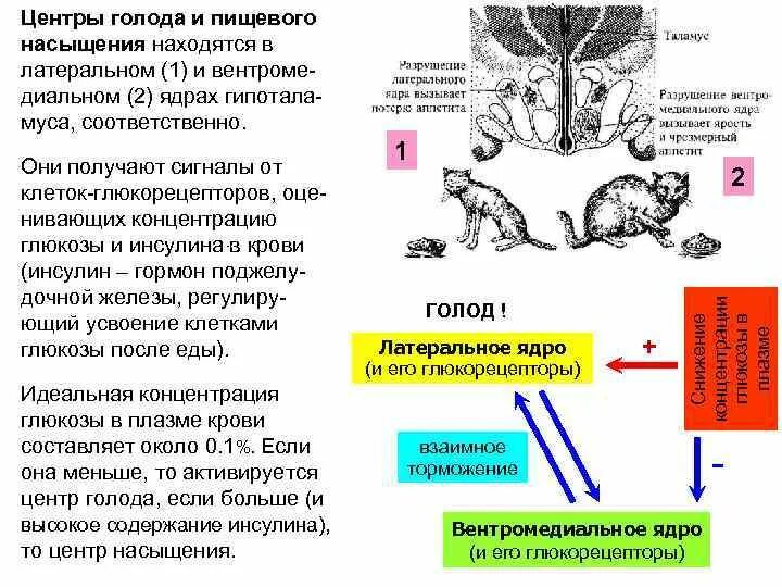 Центр жажды головного мозга. Центр голода и насыщения. центр голода и насыщения расположен в. гипоталамус центр голода и насыщения. укажите локализацию центров голода и насыщения..