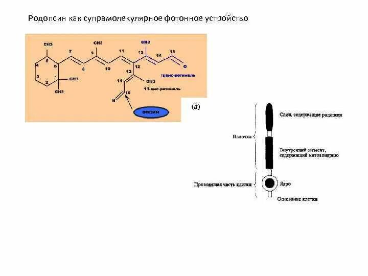 Содержат пигмент родопсин. Родопсин. Родопсин формула. Родопсин химическая формула. Ретиналь и опсин связь.