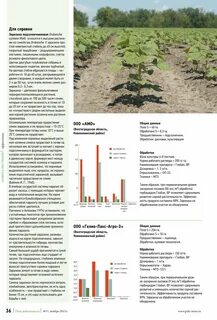 Утрата хлорофилла у растения заразихи формирование