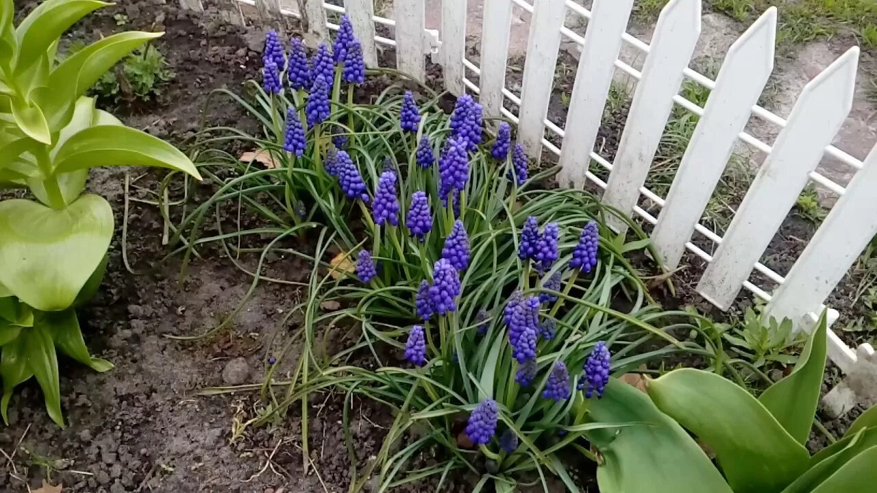 Мускари как ухаживать. Мускари в ландшафтном дизайне. Мускари на огороде весной. Цветы мускари после цветения. Мускари после цветения.