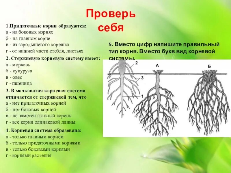 Признаки характерные для стержневой корневой системы