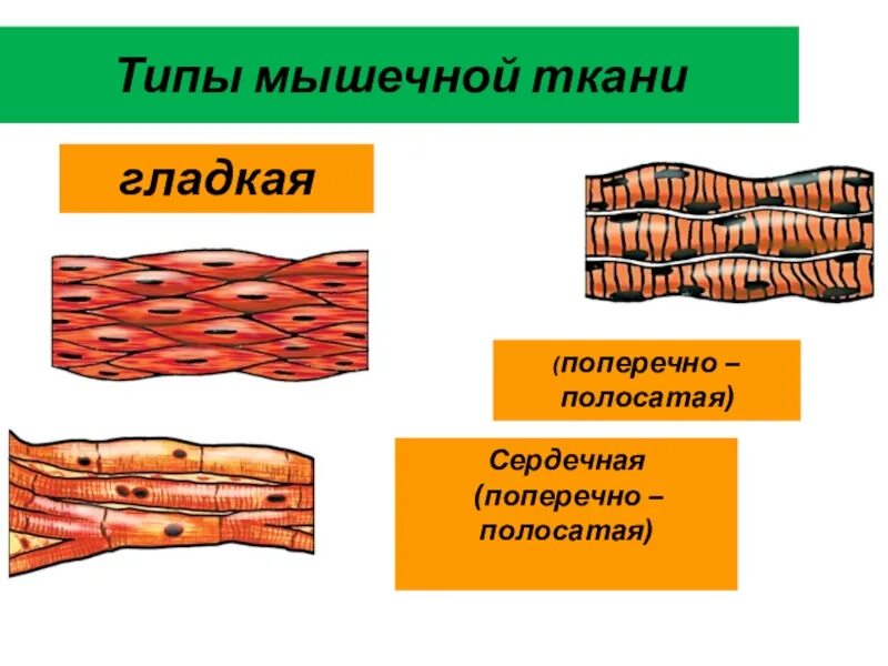 Какая особенность гладкой мышечной ткани. Мышечная ткань гладкая поперечно-полосатая сердечная. Гладкая поперечно-полосатая и сердечная мышечная ткань таблица. Поперечно полосатая глотка и сердечная ткань. Поперечно полосатая гладкая и сердечная ткань это.