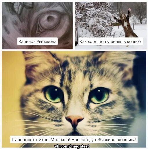 Кот знаток. Котик молодец. кот молодец. вразо куплинова ты бессердечная кошка так и знай.