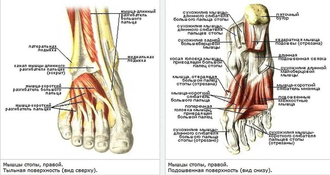 Болит стопа где подъем. Стопа мышцы связки анатомия строение. Анатомия голени и стопы мышцы и связки. Сухожилия подошвенной поверхности стопы анатомия. Мышцы стопы вид сбоку.