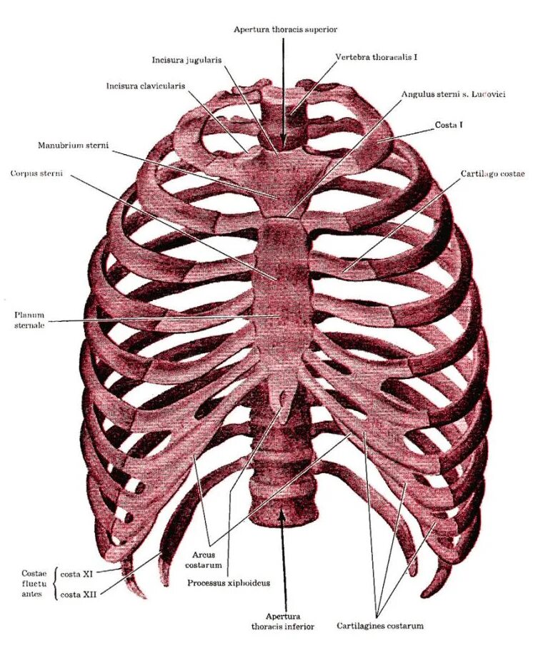 Грудная клетка анатомия и 2 ребра. Анатомия ребер грудной клетки. Грудная клетка анатомия 10 ребро. Анатомия человека грудная клетка ребра.