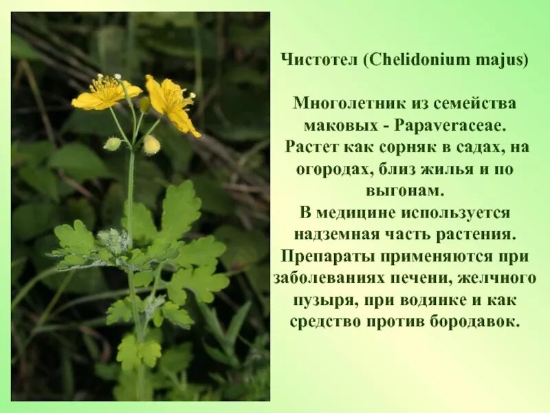 Как пишется сорняк. Лекарственные растения. Лечебные растения. Лекарственные растения Ростовской области. Редкие лекарственные растения.