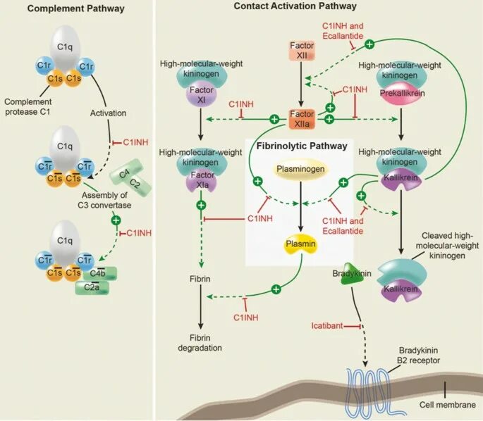 Pathways 2. C1 ингибитор. complement pathways. кипер pathway.