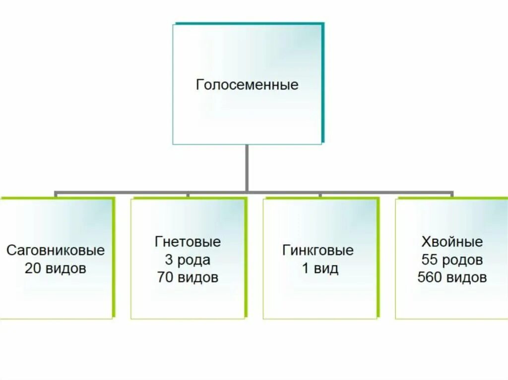 Характеристики голосеменных 7 класс. Классы отдела Голосеменные растения. Отдел Голосеменные классификация. Классификация голосеменных растений схема. Классификация современных голосеменных.