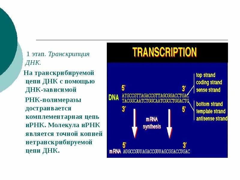 Смысловая и транскрибируемая цепь днк решение. ДНК-зависимая РНК-полимераза. Транскрибируемая цепь ДНК это. ДНК смысловая и транскрибируемая. ИРНК списывается с транскрибируемой и смысловой ДНК.