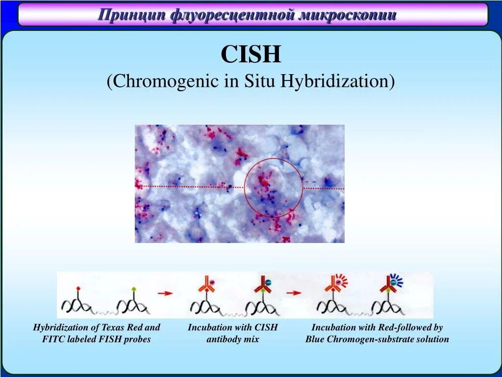 Гибридизация in situ. Хромогенная in situ гибридизация (CISH). Флуоресцентная гибридизация in situ. Fish гибридизация in situ. Применение гибридизации