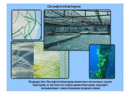 Выберите функции цианобактерий в биосфере
