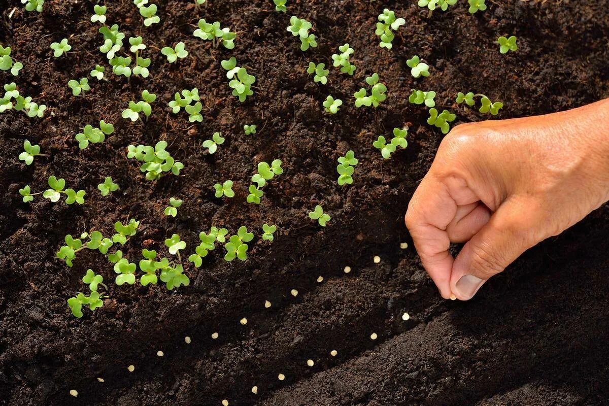 Пикировка вербены. Seedling «рассада». Посев семян. Семена для посадки.