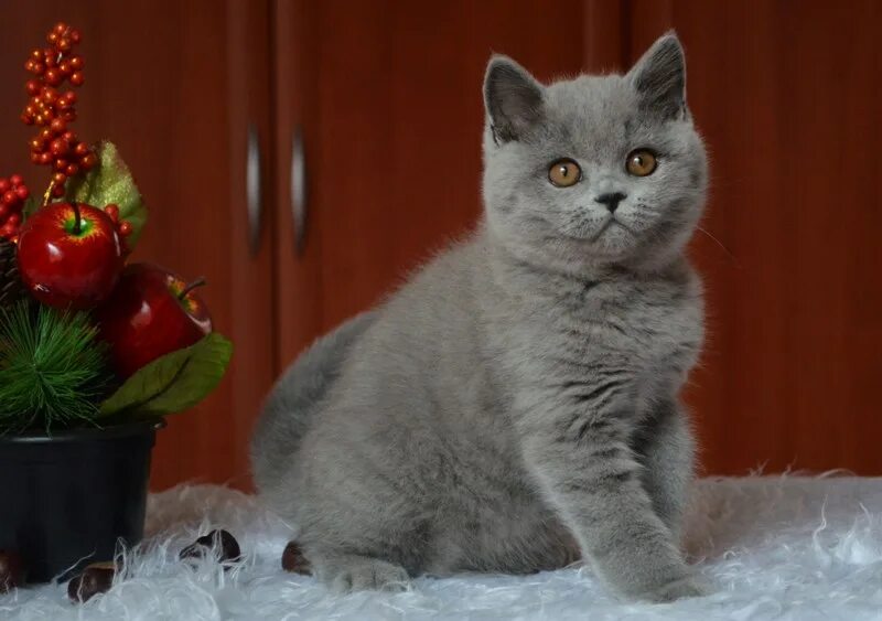 Британские котята купить в москве