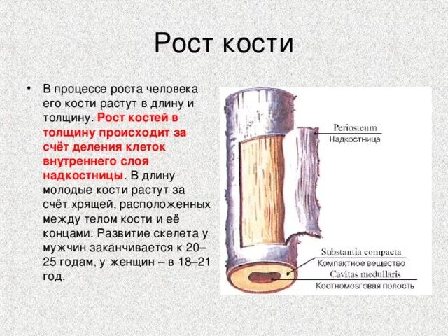 За счет чего растет кость. За счет чего кость растет в толщину. За счётчегорастут клсии. Как происходиттрост костей.