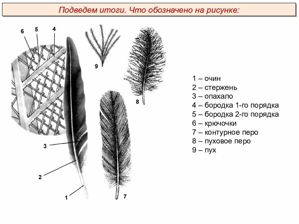 Строение пера птицы ответы. Очин стержень опахало. Строение контурного пера. Схема строения опахала контурного пера. Перо опахало стержень очин.