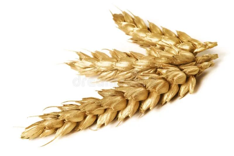 White wheat