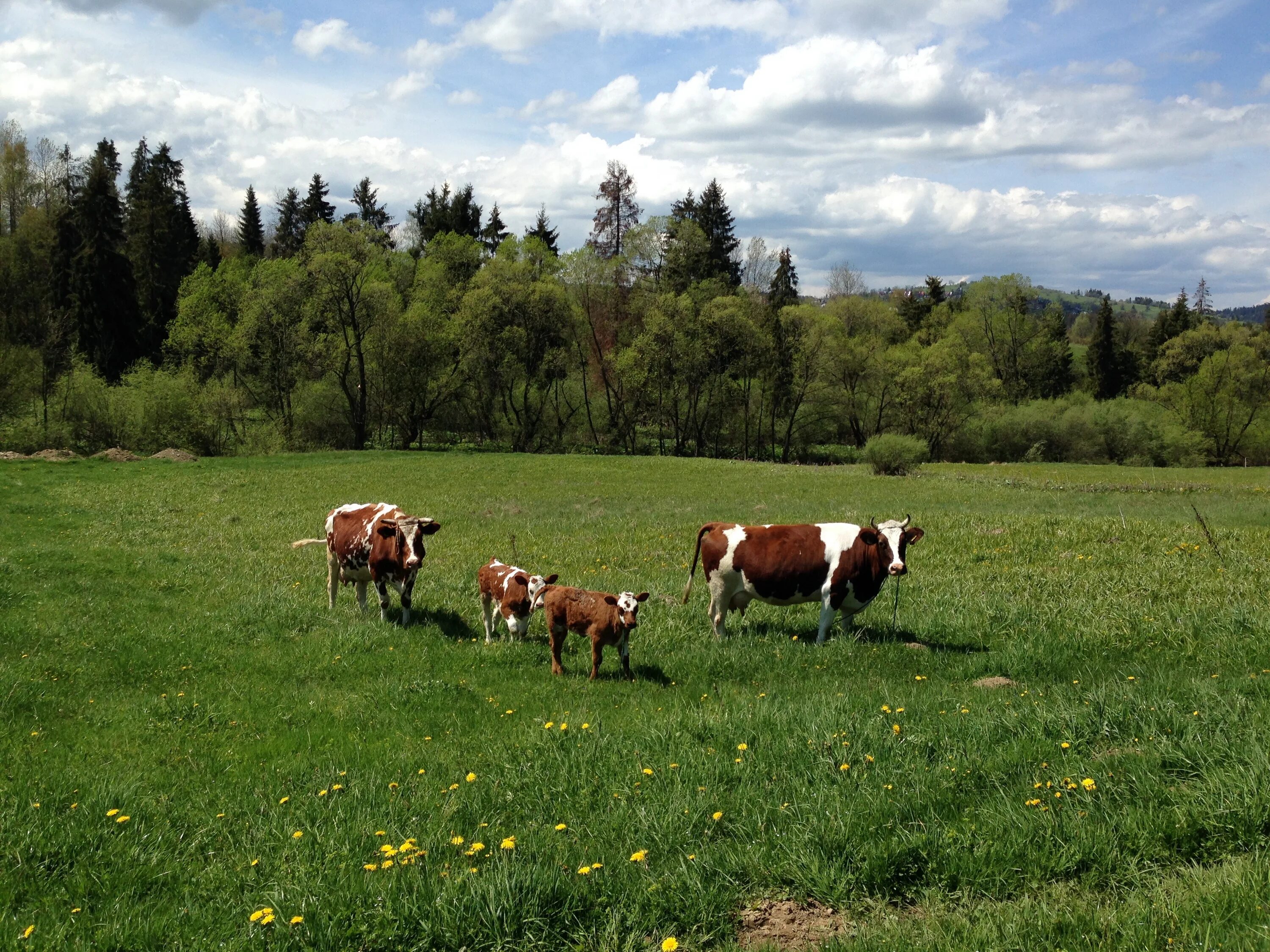 Поле коровки. Лугово пастбищный ландшафт. Луговой пастбищный агроландшафт. Пастбищные Луга Швейцария козы. Коровы на лугу.
