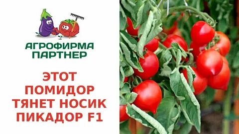 Сорт папина дочка