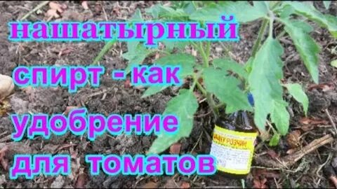 Нашатырь для рассады помидор