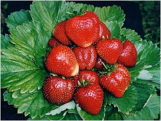 клубника сорт корона. корона описание сорта. земляника садовая ламбада. клубника сорт корона. земляника садовая корона.