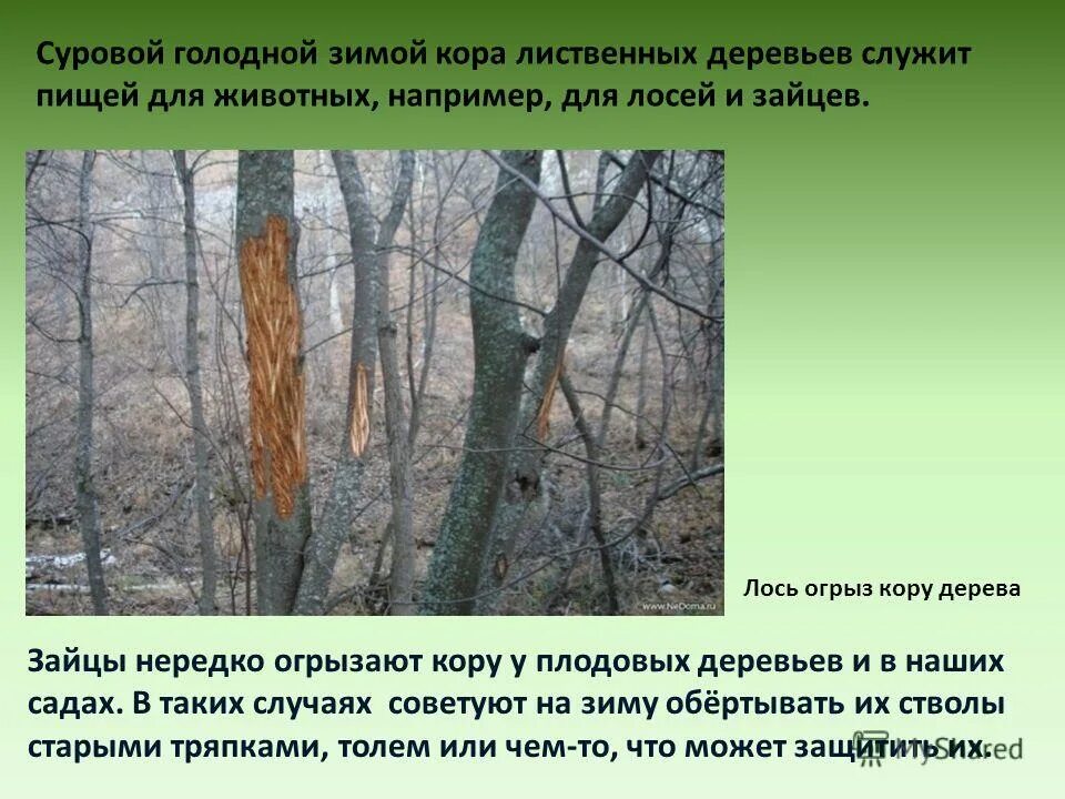 Кора хвойного дерева лиственница сибирская. Структура древесины камбий. Ствол дерева служит ему две службы он. Дятлы предпочитают лазать по стволам деревьев. Красивое дерево.