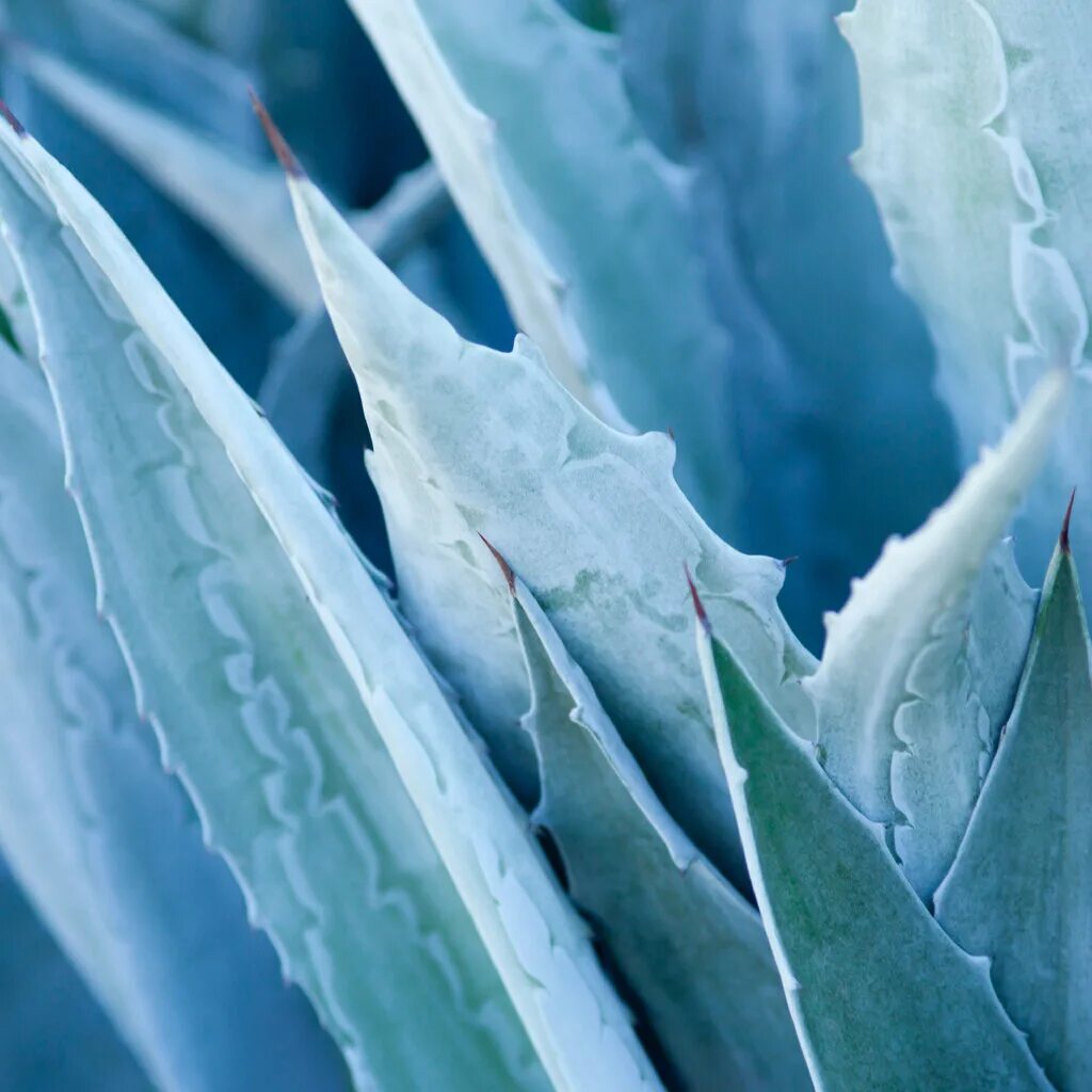 Алоэ лед. Cactus Blue Agave. Aquarell, Agave. Голубая Агава рисунок акварель. Как выглядит сок Агавы голубой.